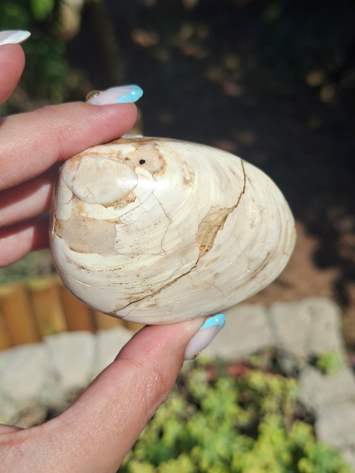 Palourde fossilisée