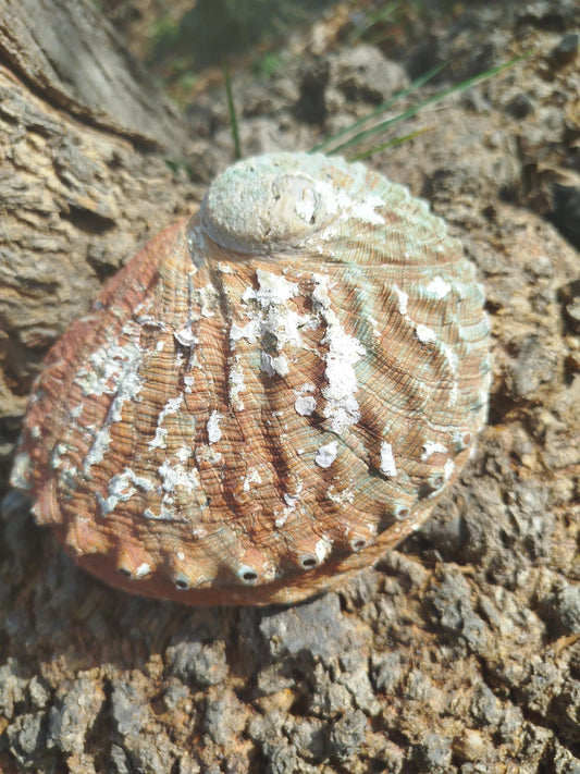 Coquille d'ormeau, coquille d'abalone, grand ormeau d'Australie