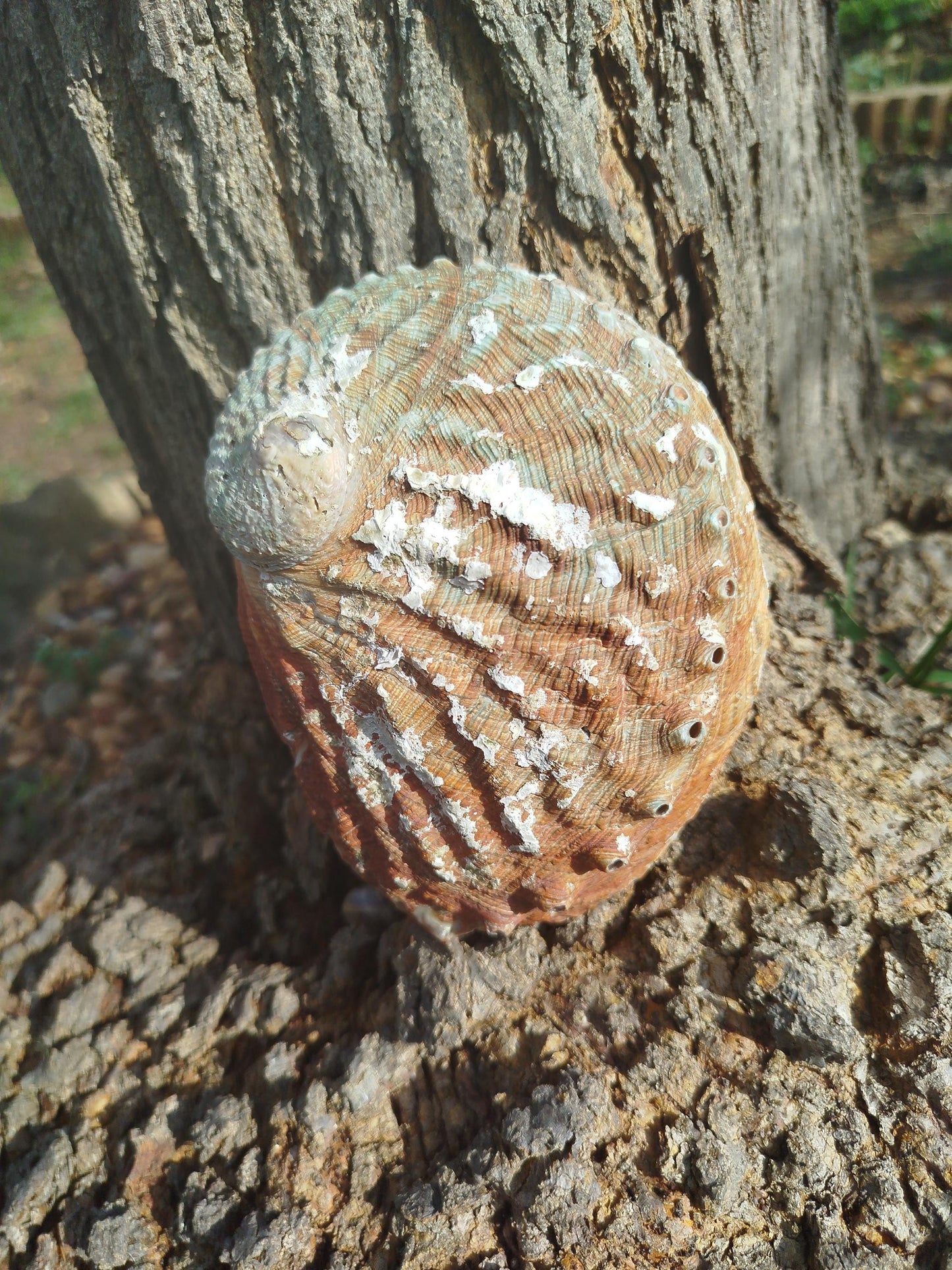 Coquille d'ormeau, coquille d'abalone, grand ormeau d'Australie