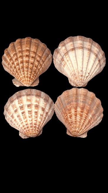 Coquille St Jacques, coquillage naturel