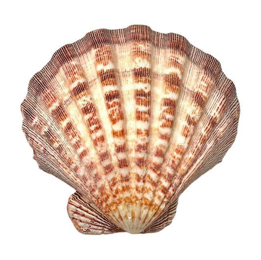 Coquille St Jacques, coquillage naturel