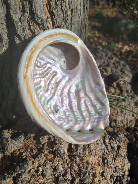 Coquille d'ormeau, coquille d'abalone, grand ormeau d'Australie