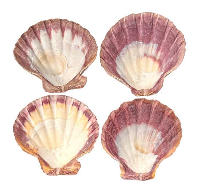 Coquille St Jacques, coquillage naturel