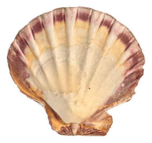 Coquille St Jacques, coquillage naturel