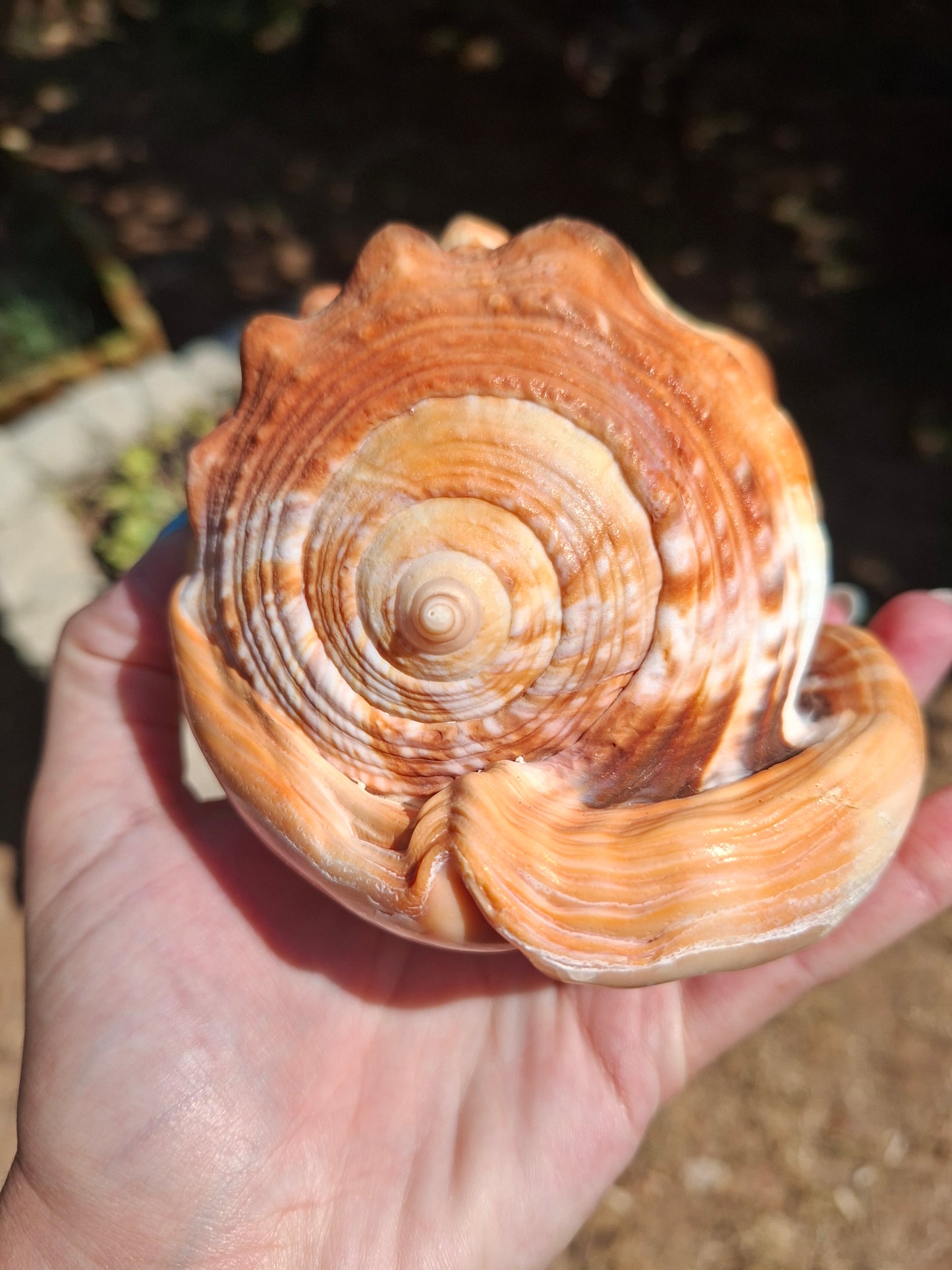 Coquillage Cassis Rufa