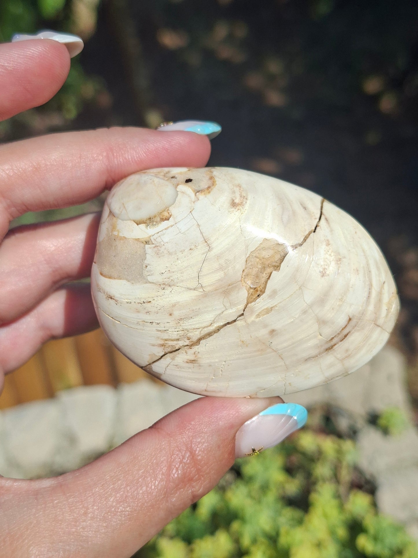 Palourde fossilisée