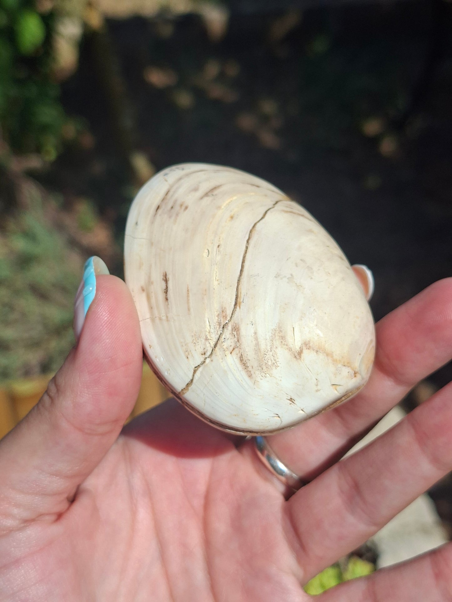 Palourde fossilisée