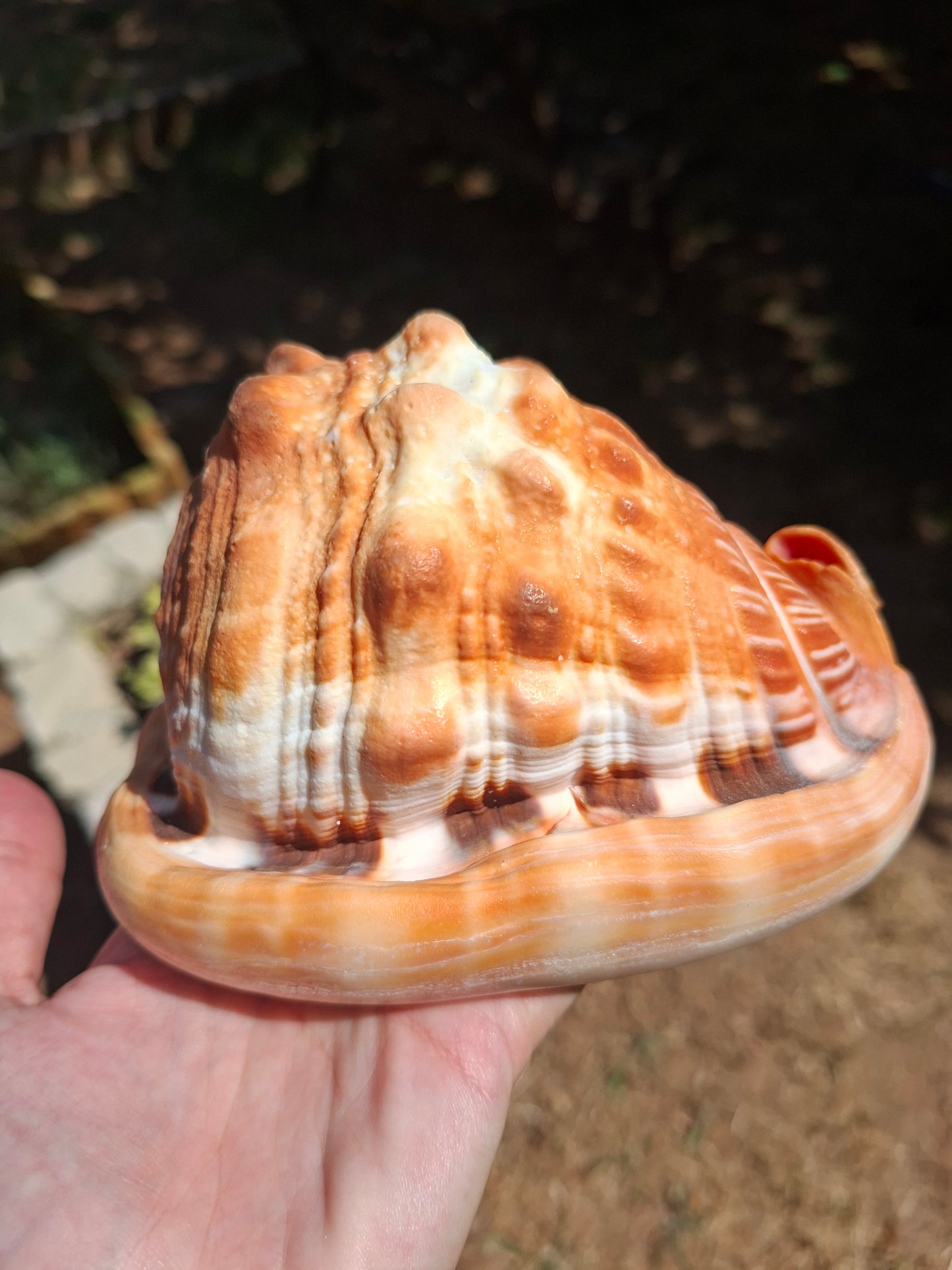 Coquillage Cassis Rufa