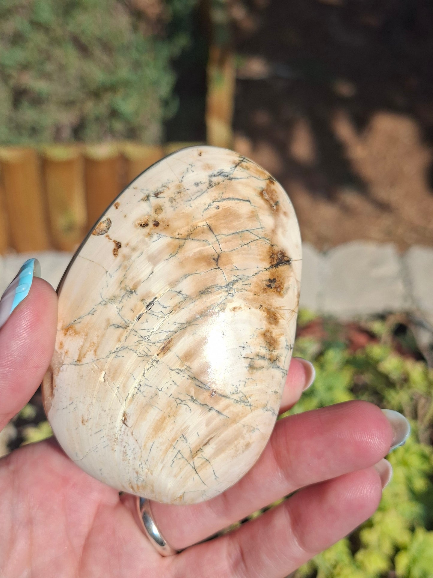 Palourde fossilisée