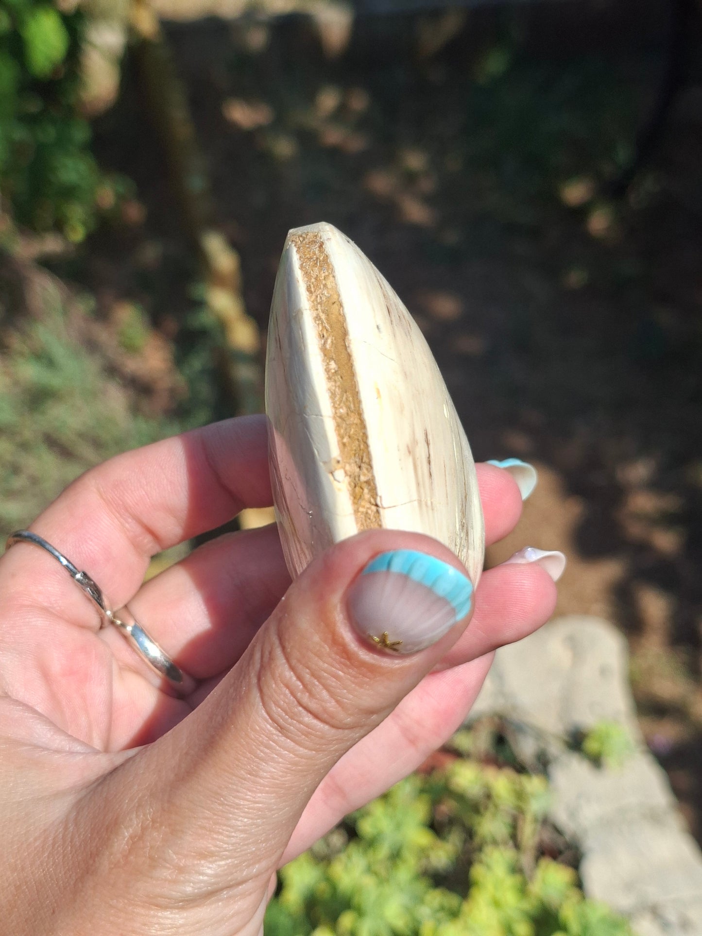 Palourde fossilisée