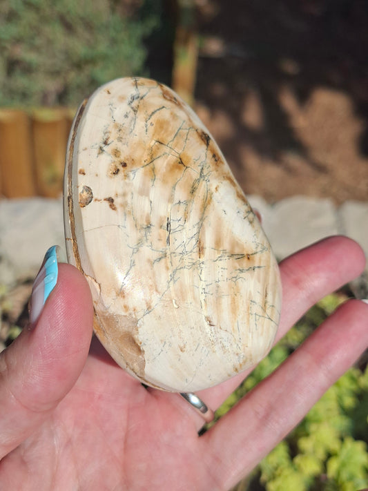 Palourde fossilisée