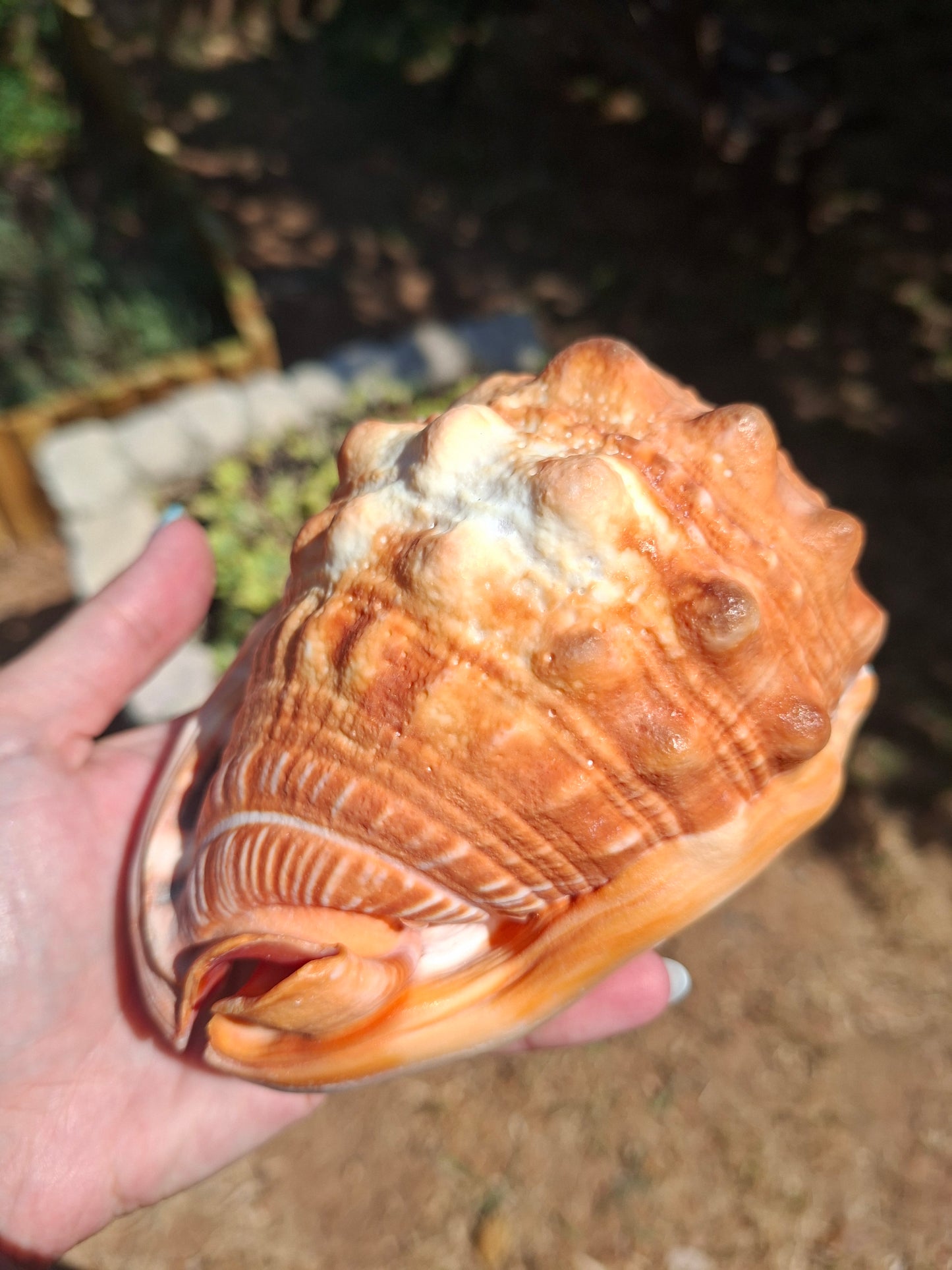 Coquillage Cassis Rufa